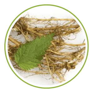 Stinging Nettle Root Extract